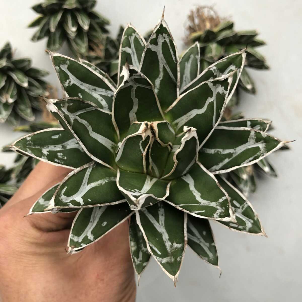 アガベ 笹の雪 ‼️短葉 植物 | jstochigi.org
