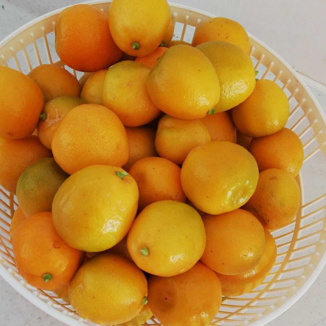 大好評です 無農薬 金柑 約750g en-dining.co.jp