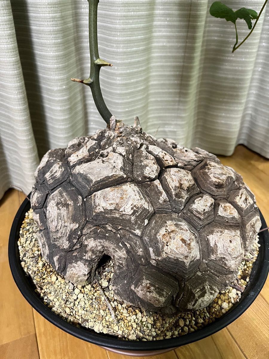 特価 亀甲竜 メキシコ亀甲竜 巨大 面白い姿