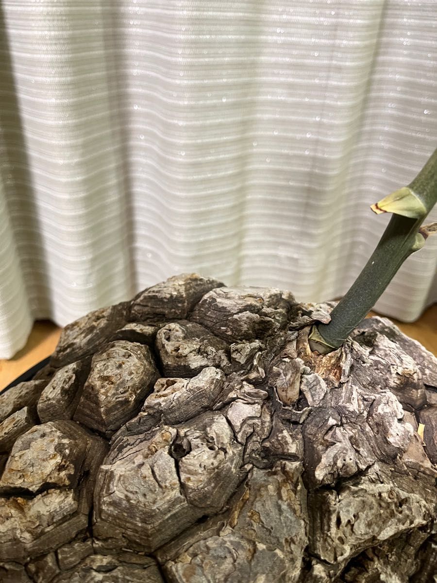 特価 亀甲竜 メキシコ亀甲竜 巨大 面白い姿