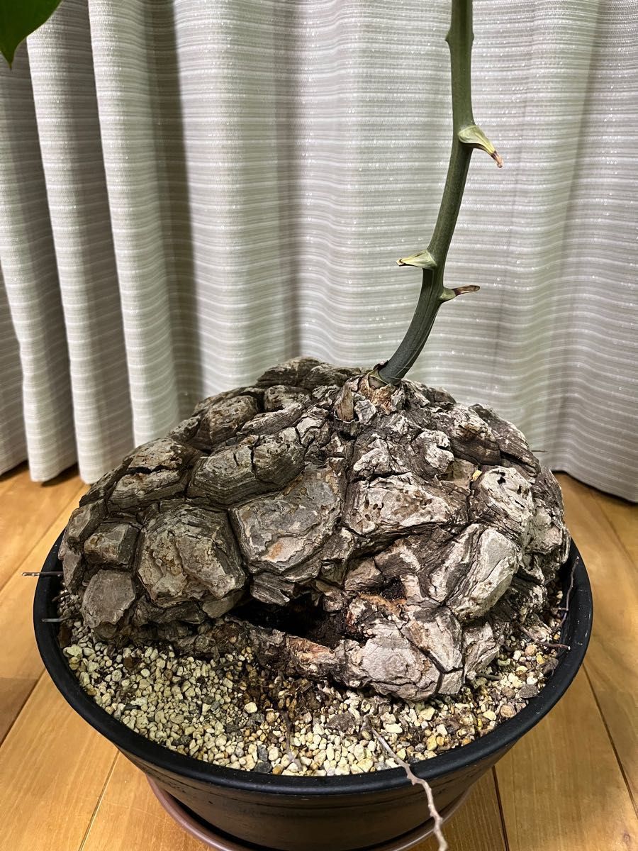 特価 亀甲竜 メキシコ亀甲竜 巨大 面白い姿