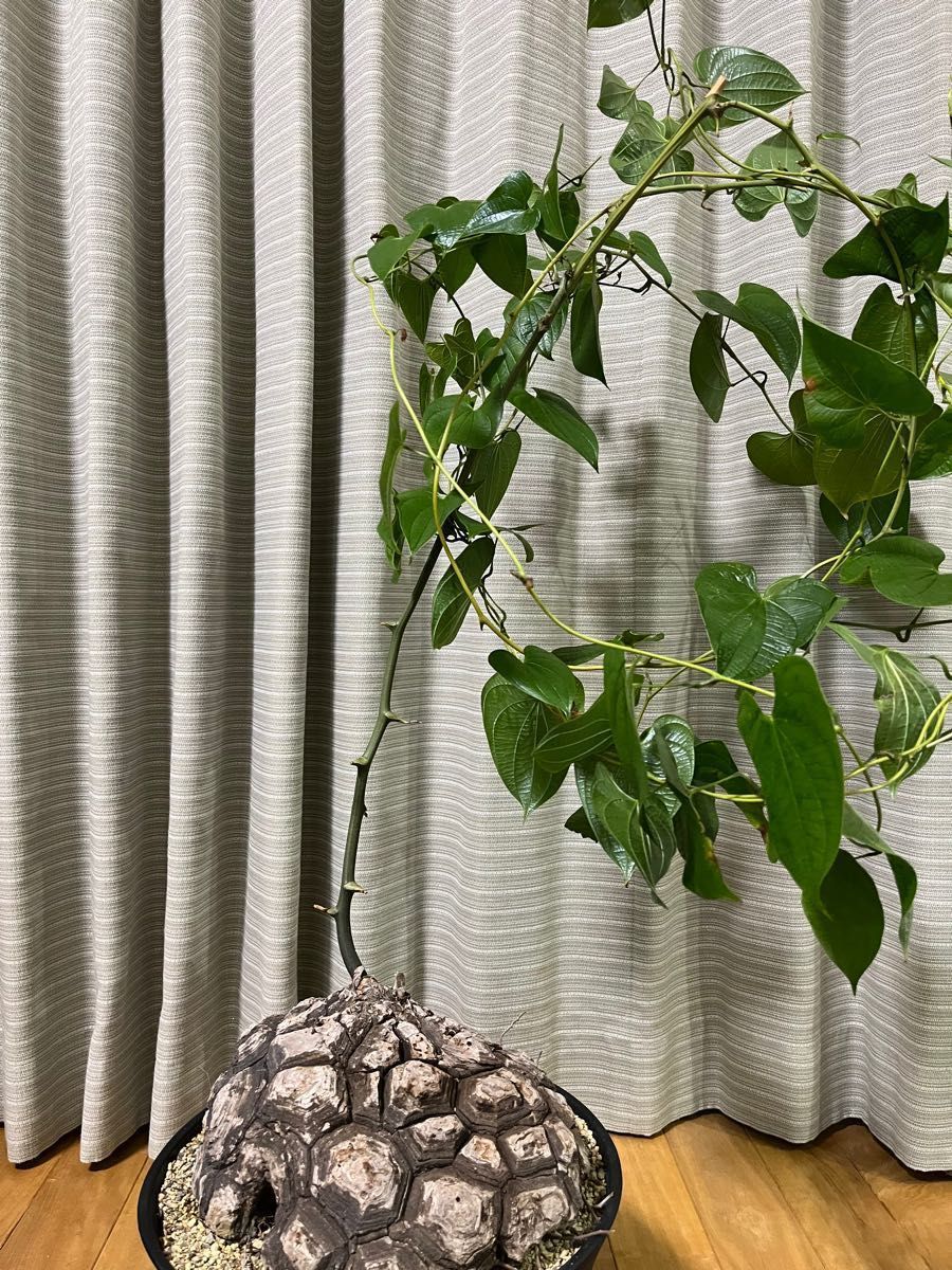 特価 亀甲竜 メキシコ亀甲竜 巨大 面白い姿