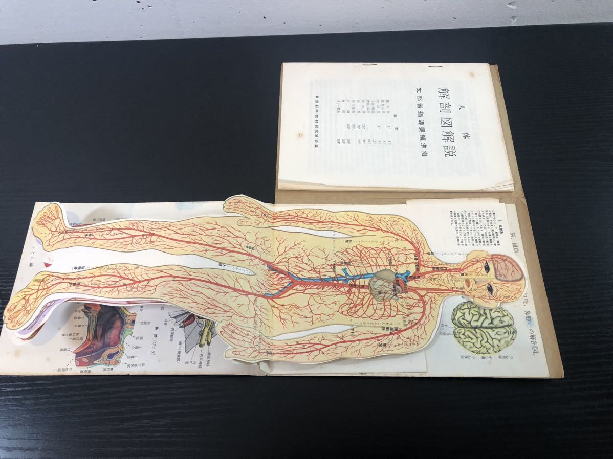 人体解剖模型図自然科学教材研究協会商品细节  雅虎拍卖   by