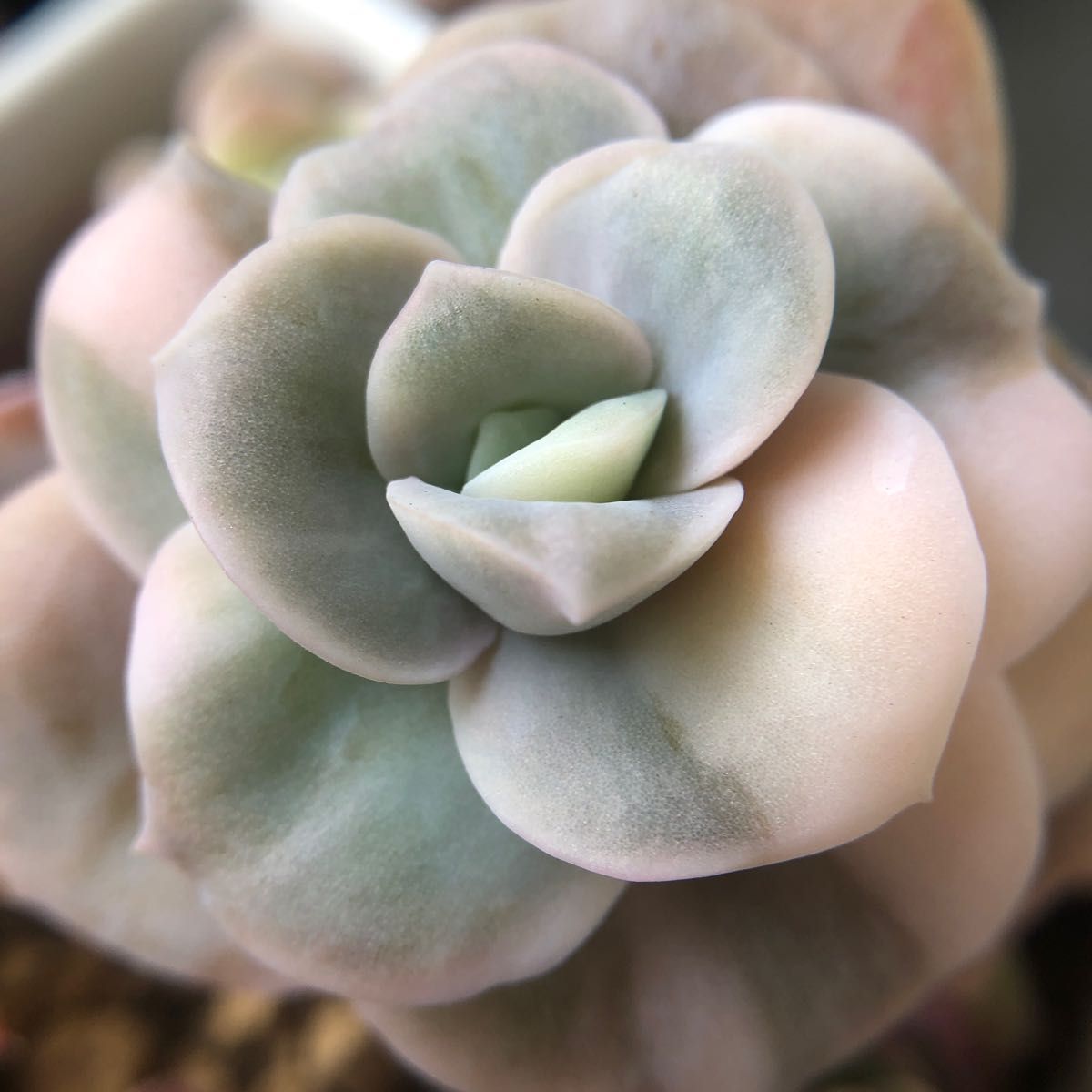送料無料 半額 - 多肉植物 エケベリア 韓国苗 稀少 ラブリーローズ錦
