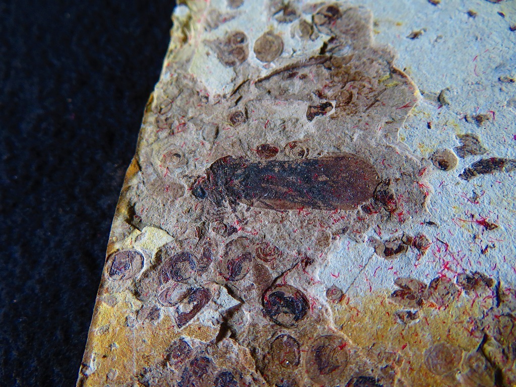 ★澄江（チェンジャン）★カンブリア紀前期約5億年前の化石 昆虫100％天然です★119ｍｍｘ91ｍｍ★tr13679_画像3