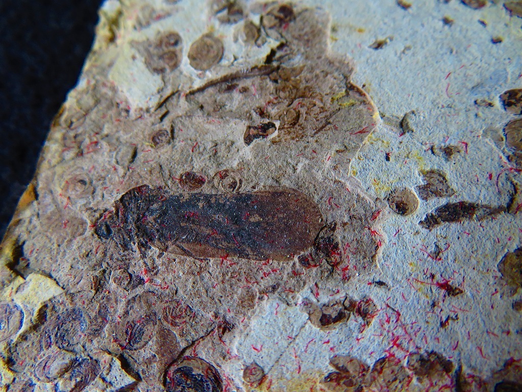 ★澄江（チェンジャン）★カンブリア紀前期約5億年前の化石 昆虫100％天然です★119ｍｍｘ91ｍｍ★tr13679_画像5