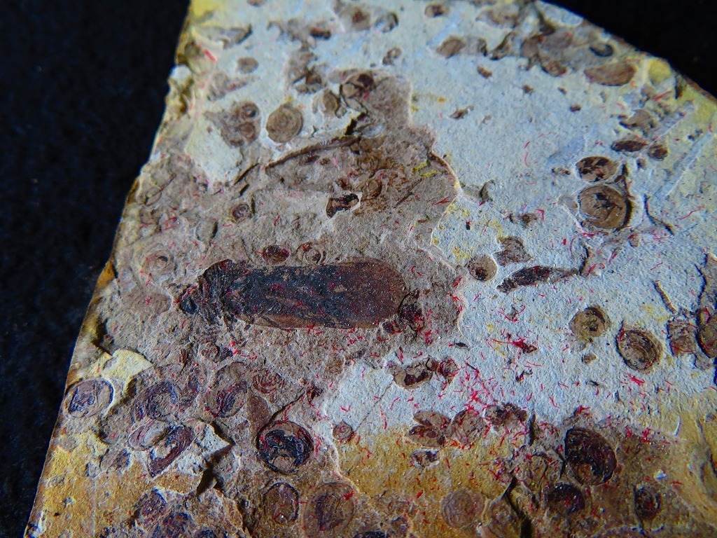 ★澄江（チェンジャン）★カンブリア紀前期約5億年前の化石 昆虫100％天然です★119ｍｍｘ91ｍｍ★tr13679_画像1