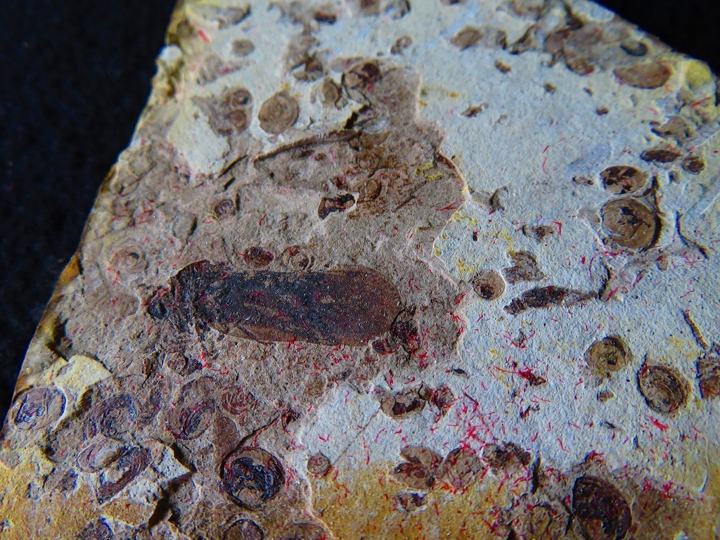 ★澄江（チェンジャン）★カンブリア紀前期約5億年前の化石 昆虫100％天然です★119ｍｍｘ91ｍｍ★tr13679_画像2