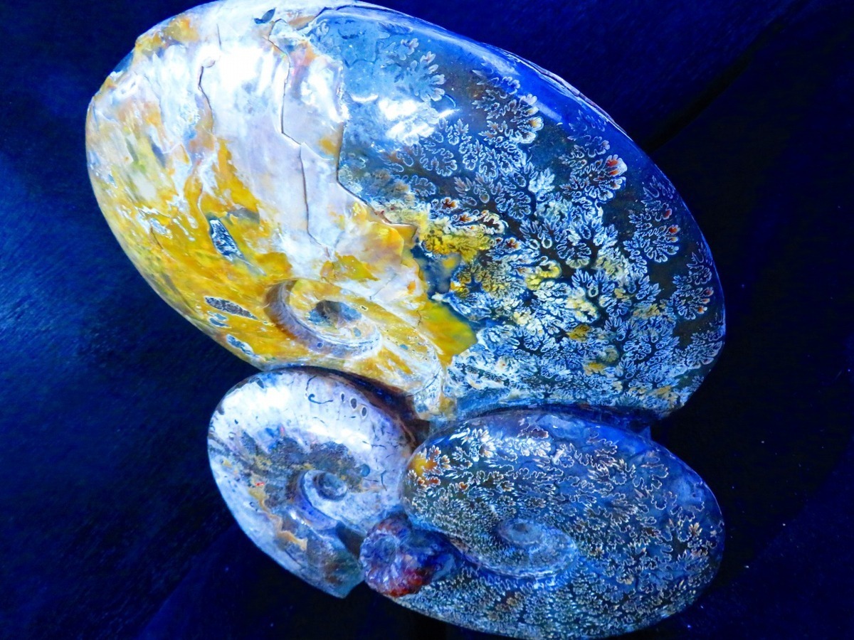  rarity number ten thousand piece. middle. one piece * natural madaga Skull production *.. line opal Anne mo Night fossil super huge 9.7kg*330mm*tr31917C-1