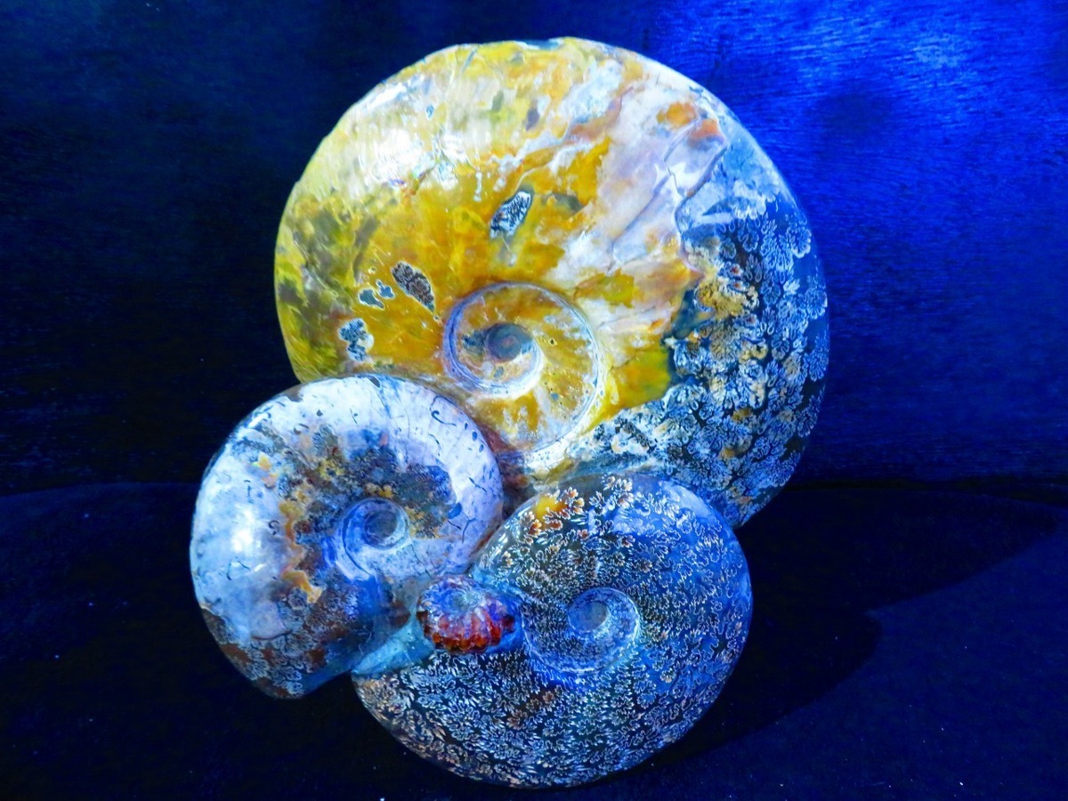  rarity number ten thousand piece. middle. one piece * natural madaga Skull production *.. line opal Anne mo Night fossil super huge 9.7kg*330mm*tr31917C-1