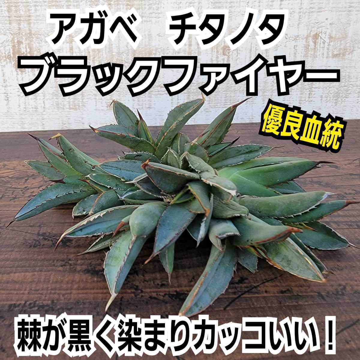 ヤフオク! - アガベ チタノタ ブラックファイヤー 優良血統子...