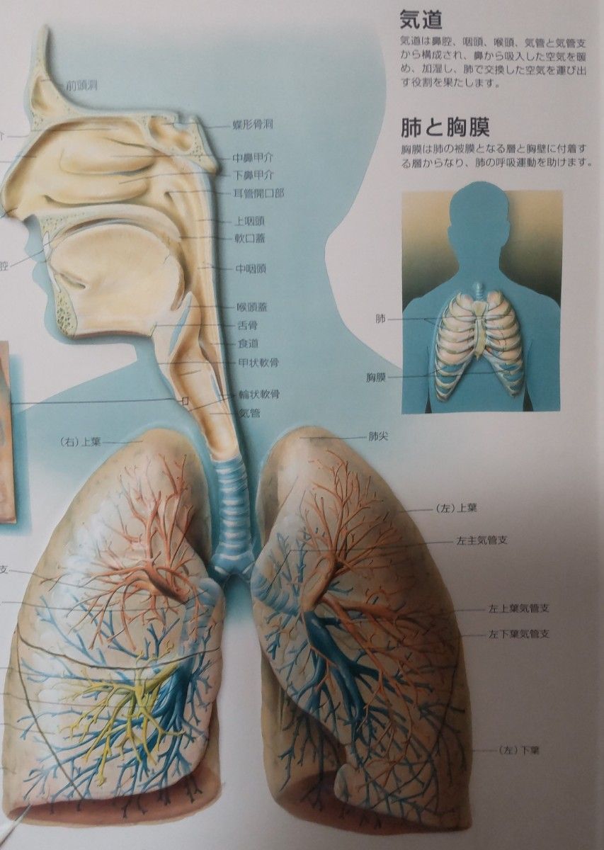 【希少!!】解剖図　呼吸器系　立体　イラスト　壁設置