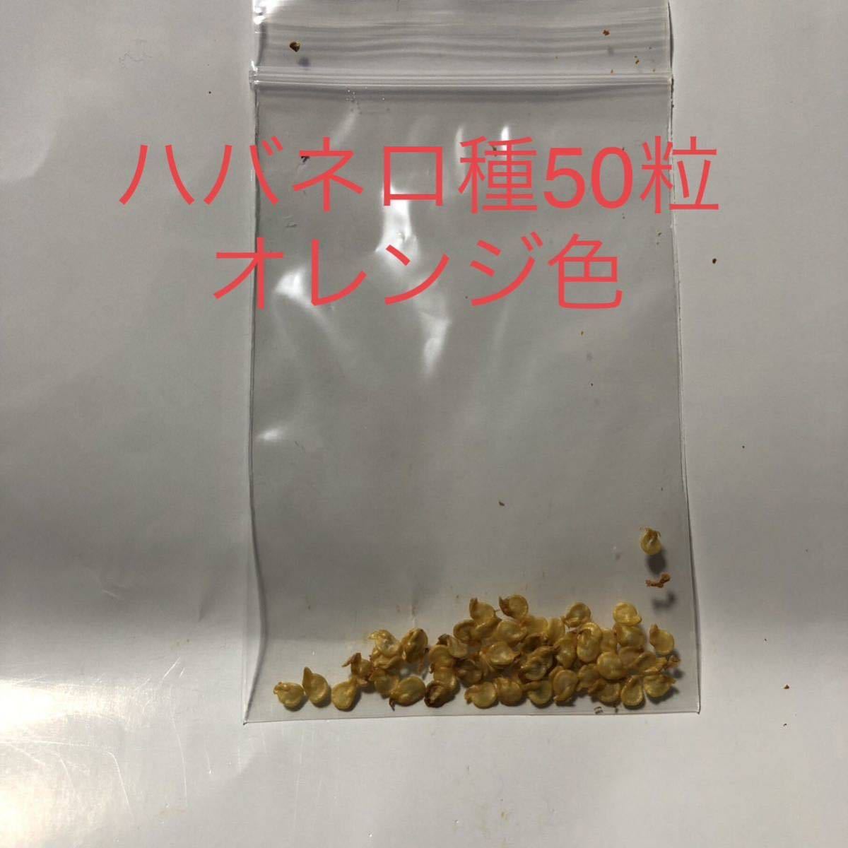 ハバネロ オレンジ色種50粒プラス数粒 新品 のヤフオク落札情報 ハバネロ オレンジ色種50粒プラス数粒 新品 のヤフオク落札情報