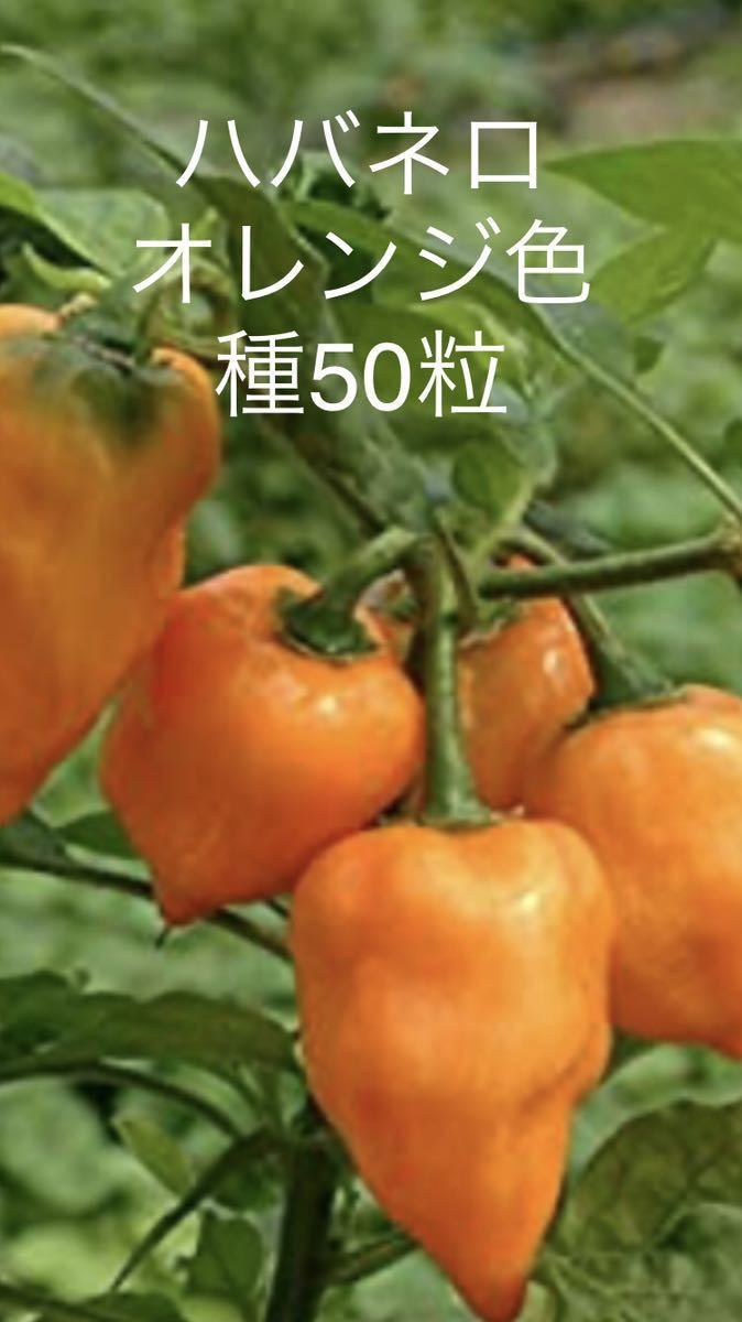 ハバネロ オレンジ色種50粒プラス数粒 新品 のヤフオク落札情報