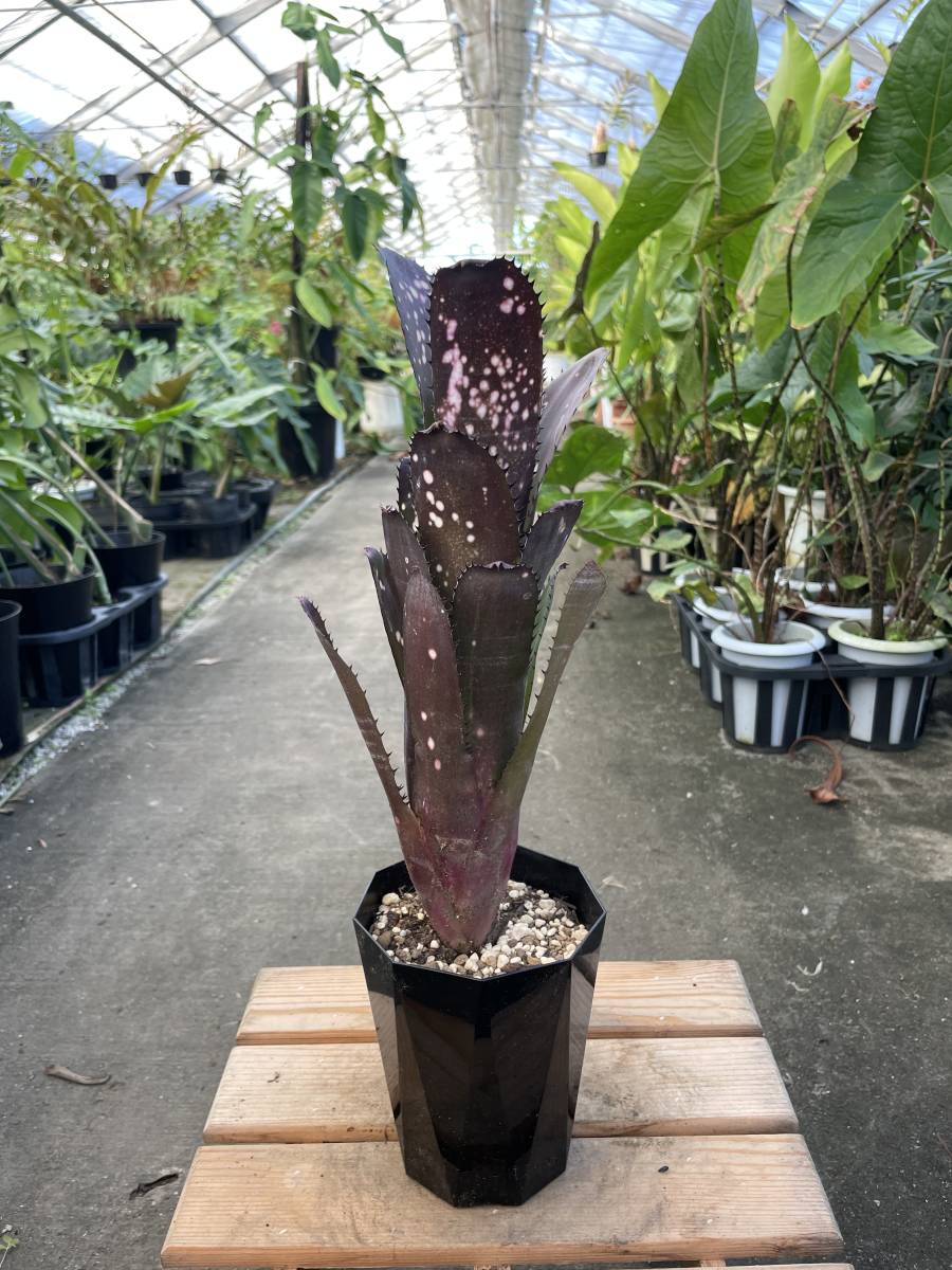 Yahoo!オークション - ビルベルギア・オーバージーン Billbergia Yahoo!オークション - ビルベルギア・オーバージーン Billbergia