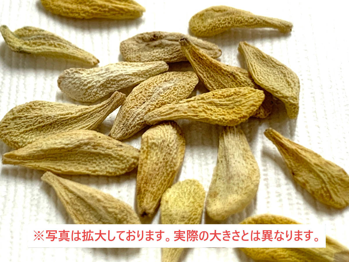 【超特価★1円～】種子100粒 パキポディウム ラメリー ラモサム_画像4