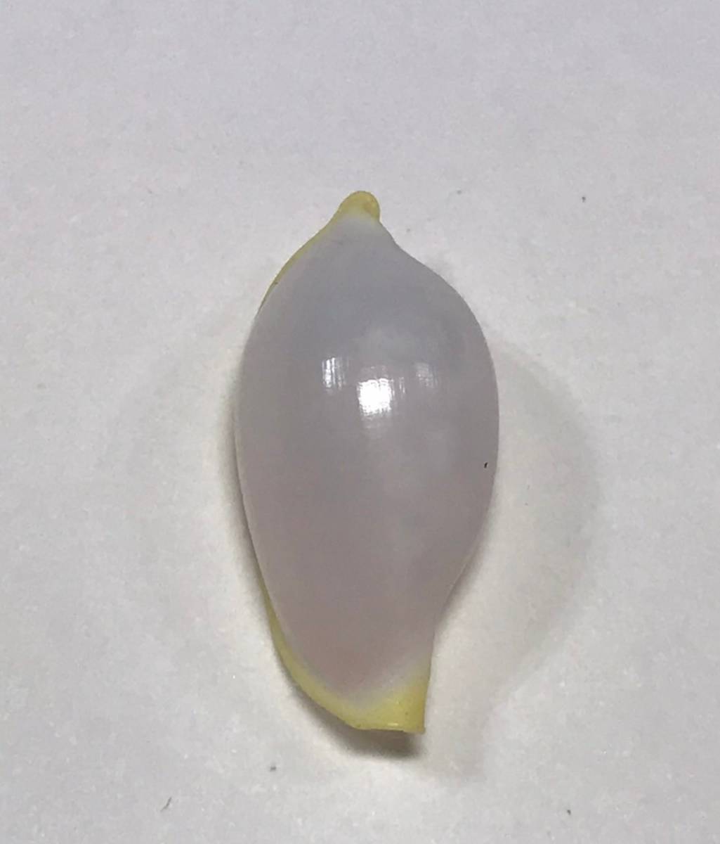 貝の標本 Contrasimnia xanthochila 22.2mm. 台湾_画像3