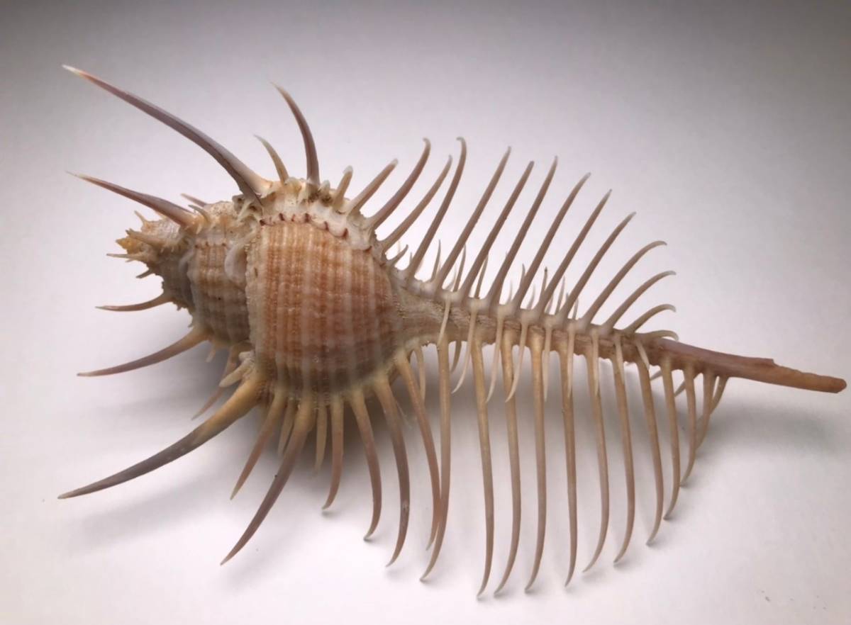 .. specimen Murex pecten 149.8mm.w/o.