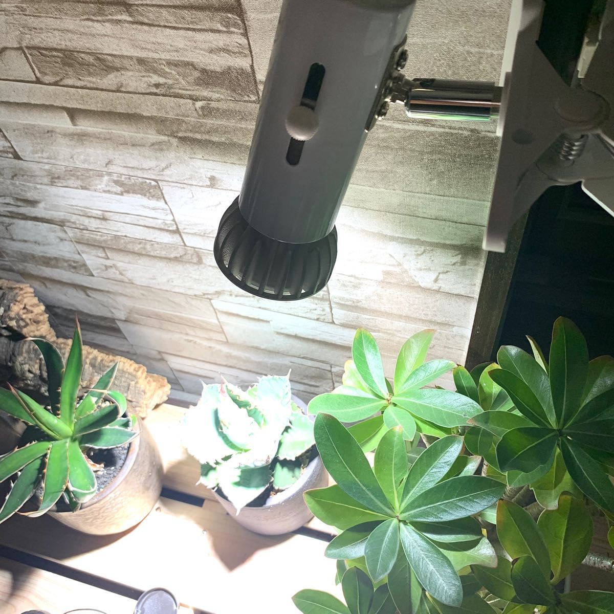 15W植物育成ライトGrowLight PAR20 6000K 5個