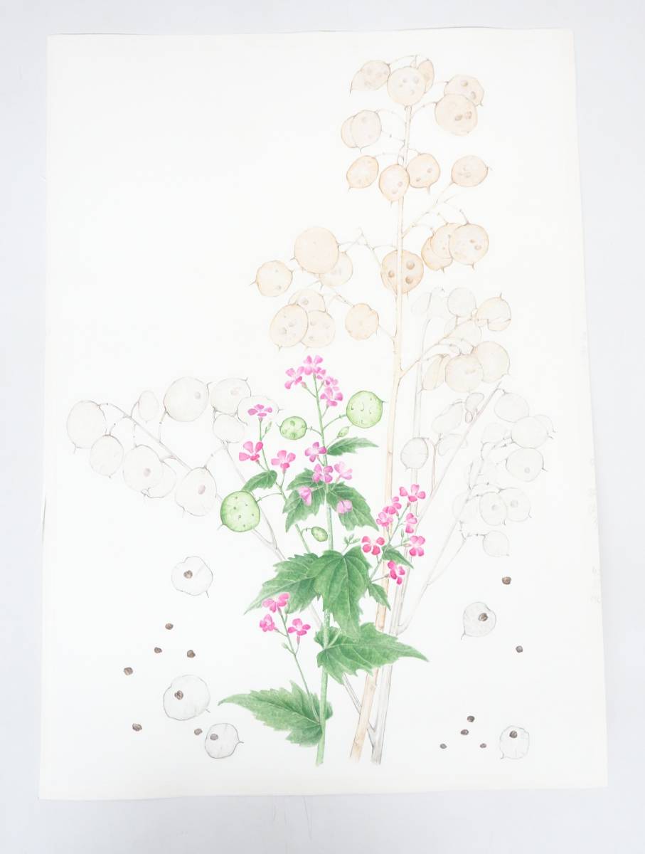 近代芸術　アート＊BOTANICAL ボタニカルアート　植物画　 真作保証 ＊作品名 　ゴウダソウ　合田草＊作者　船迫吉江　Funaseko Yoshie　_画像2