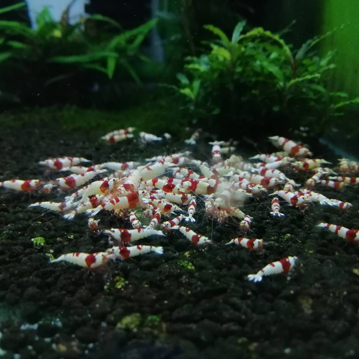 【蝦の師岡商店】 レッドビーシュリンプ 紅白水晶蝦 ８０匹