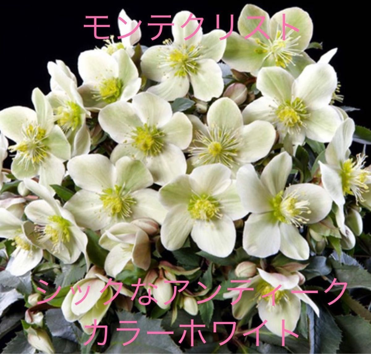 蕾沢山もうすぐ開花【5種類より選べる2鉢セット&プロ用土のオマケ】花