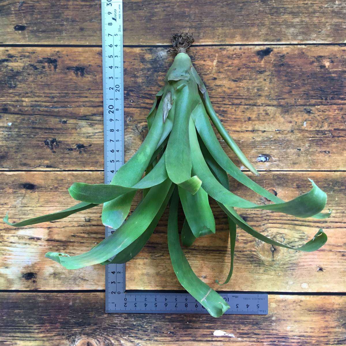 Tillandsia dyeriana　チランジア　ダイエリアナ_画像2