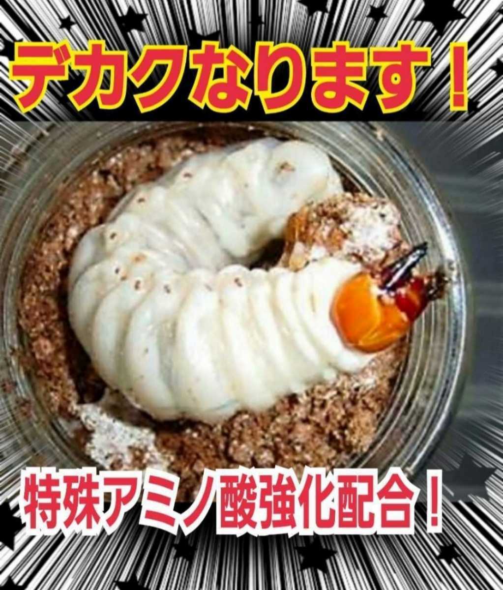 極上！黒アワビタケ菌糸瓶　500ml ニジイロクワガタにお薦め！オオクワ、ヒラタの初令、2令にも最適なボトルサイズ！特殊アミノ酸強化配合_画像3