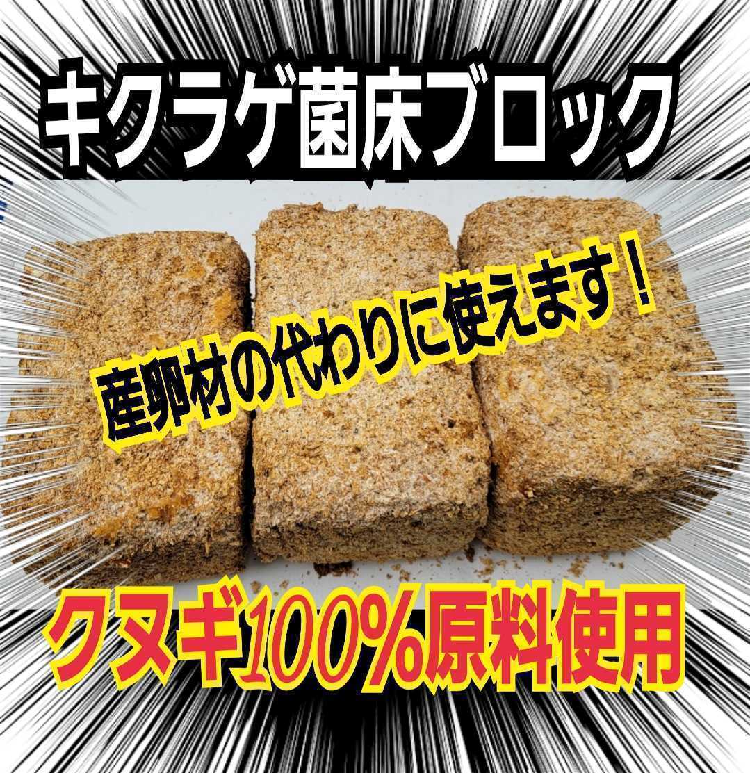 カブトムシ幼虫の栄養強化に抜群！特大3500cc☆キクラゲ菌床【2個】ブロックのままマットに埋め込むだけ！　クワガタの産卵床にも使える！_画像7