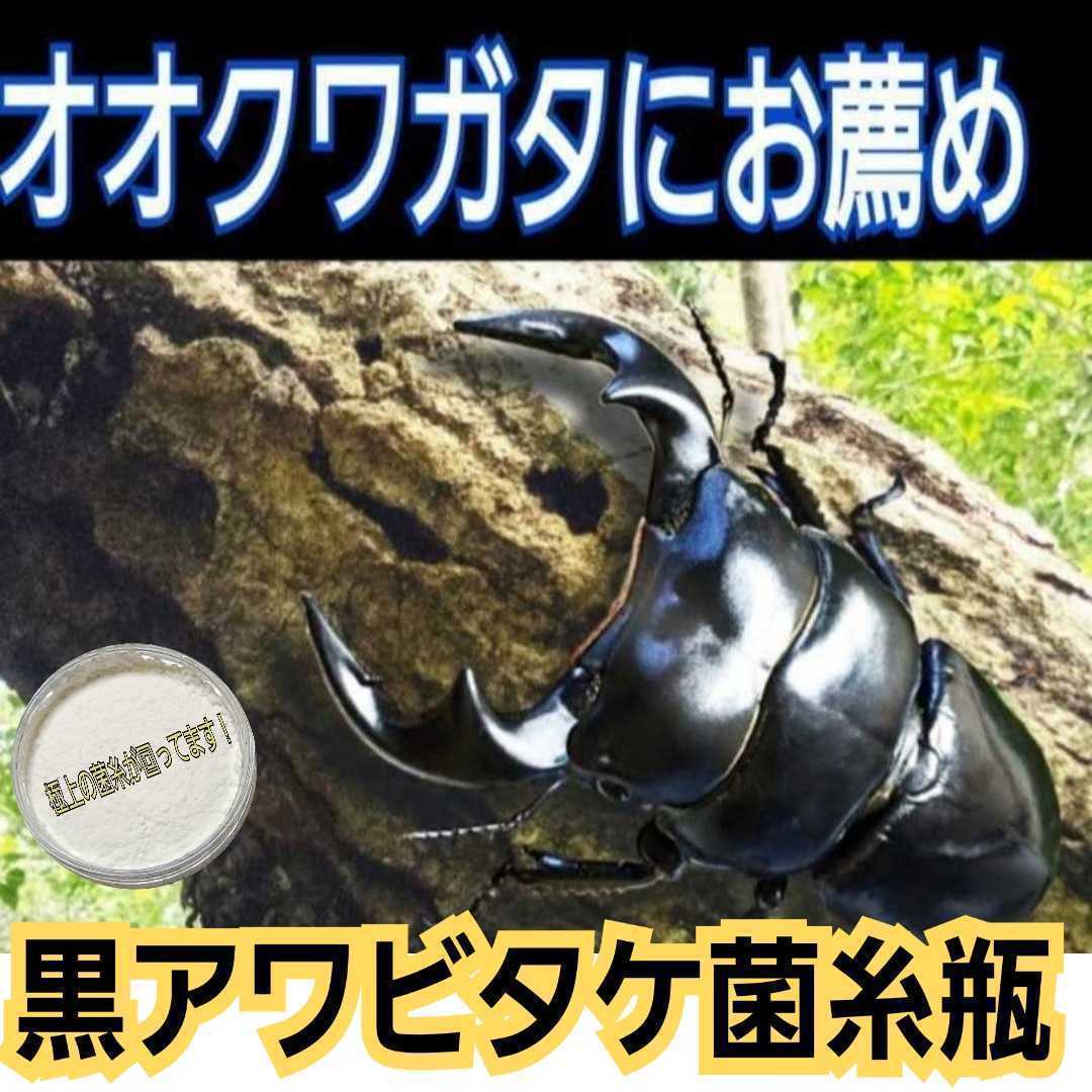 極上！黒アワビタケ菌糸瓶　500ml ニジイロクワガタにお薦め！オオクワ、ヒラタの初令、2令にも最適なボトルサイズ！特殊アミノ酸強化配合_画像4