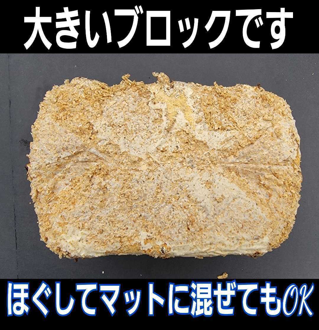 カブトムシ幼虫の栄養強化に抜群！特大3500cc☆キクラゲ菌床【2個】ブロックのままマットに埋め込むだけ！　クワガタの産卵床にも使える！_画像5