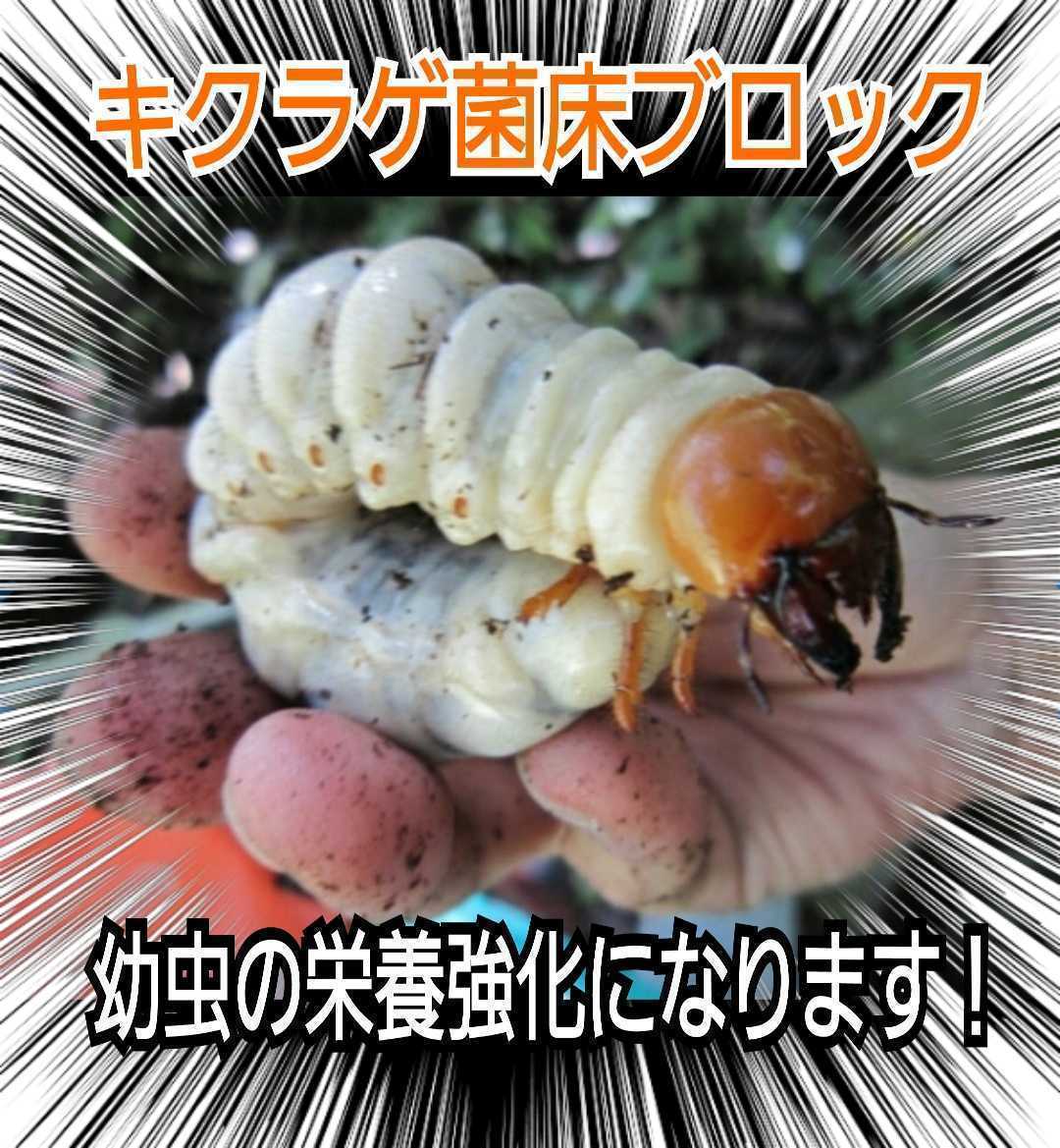 カブトムシ幼虫の栄養強化に抜群　特大3500cc☆キクラゲ菌床ブロック　ブロックのままマットに埋め込むだけ！クワガタの産卵床にも使える！_画像9