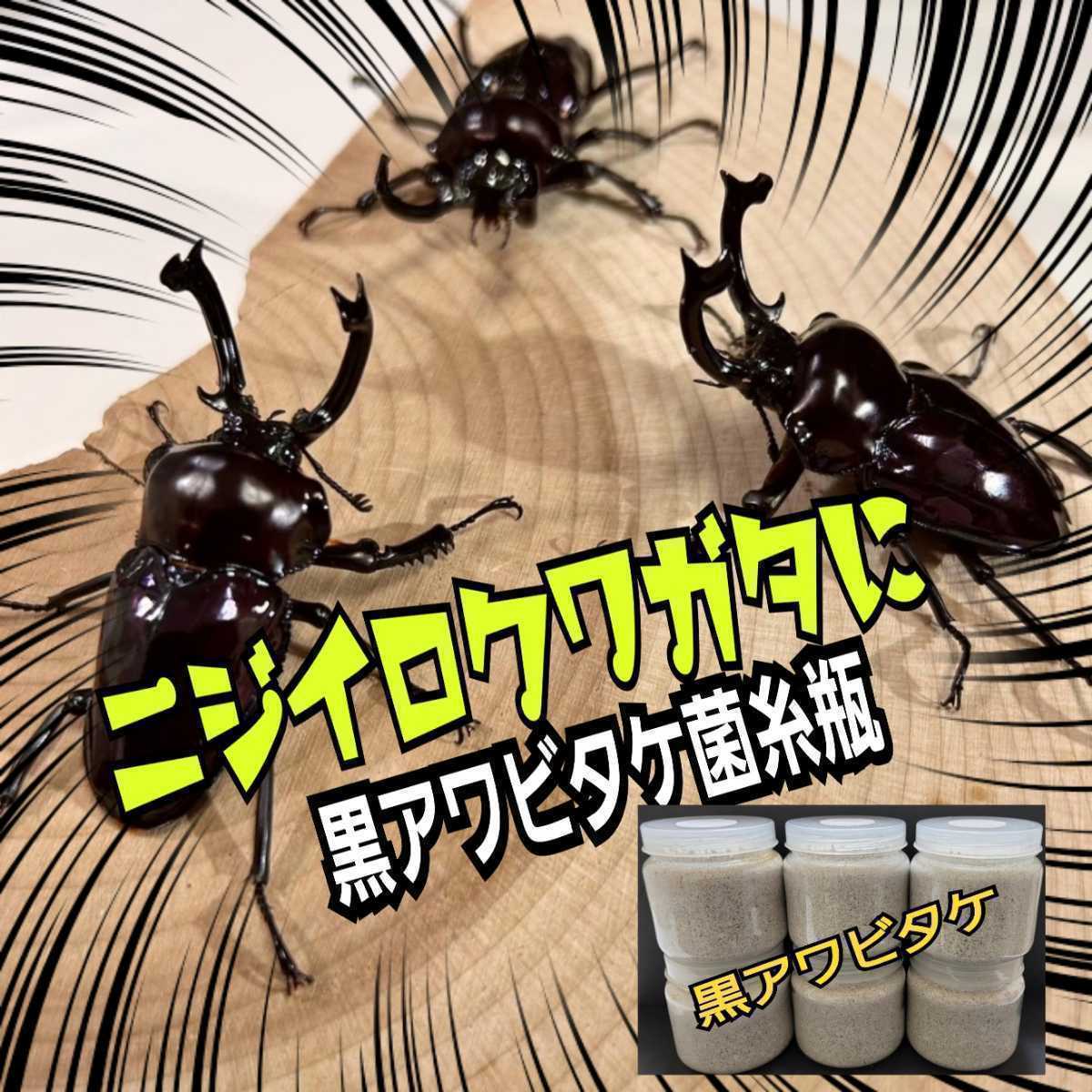 極上！黒アワビタケ菌糸瓶　500ml ニジイロクワガタにお薦め！オオクワ、ヒラタの初令、2令にも最適なボトルサイズ！特殊アミノ酸強化配合_画像2