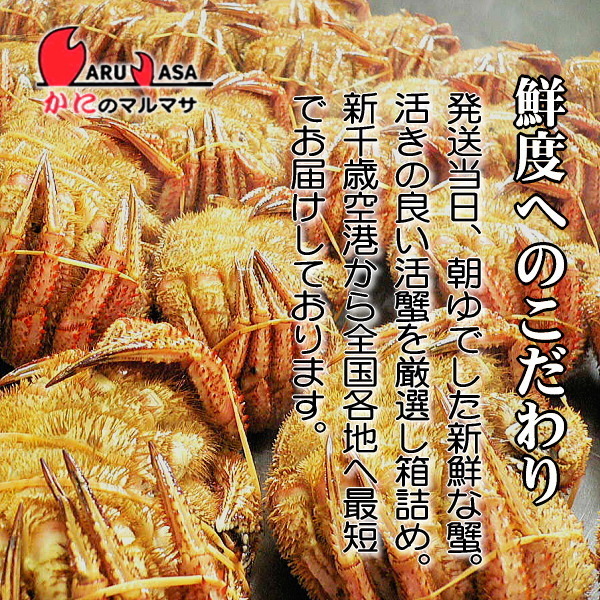 【かにのマルマサ】活蟹専門店 北海道産 活毛ガニ350g 3尾セット_画像2