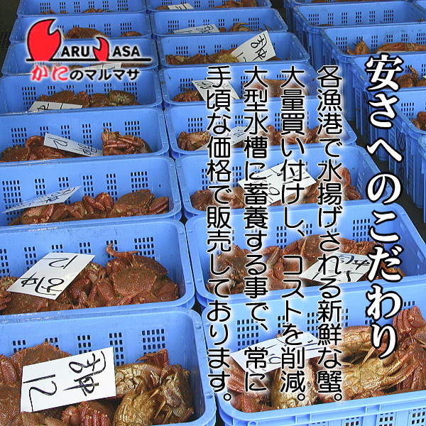 【かにのマルマサ】活蟹専門店 北海道産 活毛ガニ350g 3尾セット_画像4