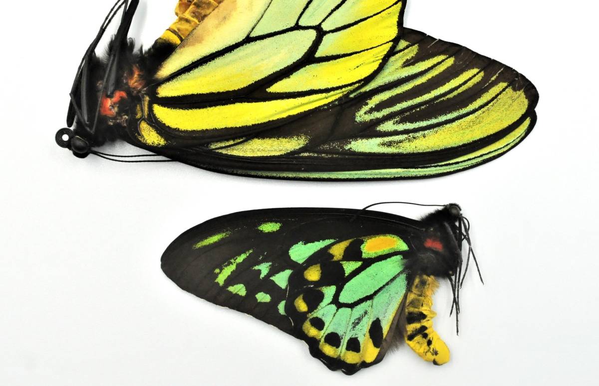 外国産蝶標本―バライタグリーン色をしている稀な珍貴種―小さなリッチモンディアトリバネアゲハ♂を出品いたしました。 