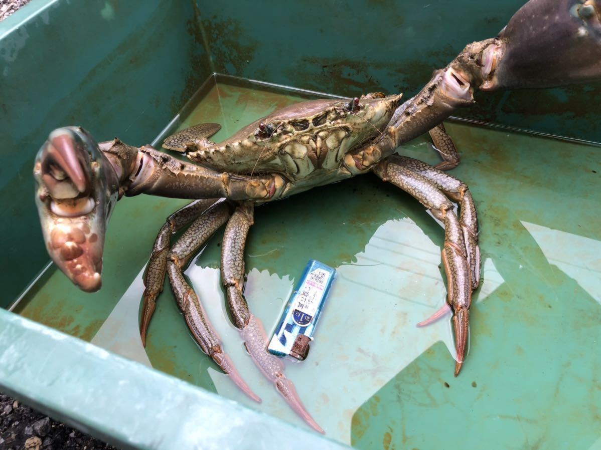 立派な活き蟹 2キロ 沖縄県産 幻の蟹 ドウマンガニ ノコギリガザミ ガサミ ガザミ 冷凍可能 飼育可能 餌喰い抜群 その他 売買されたオークション情報 Yahooの商品情報をアーカイブ公開 オークファン Aucfan Com 立派な活き蟹 2キロ 沖縄県産 幻の蟹 ドウマンガニ ノコギリガザミ ガサミ ガザミ 冷凍可能 飼育可能 餌喰い抜群 その他 売買されたオークション情報 Yahooの商品情報をアーカイブ公開 オークファン Aucfan Com