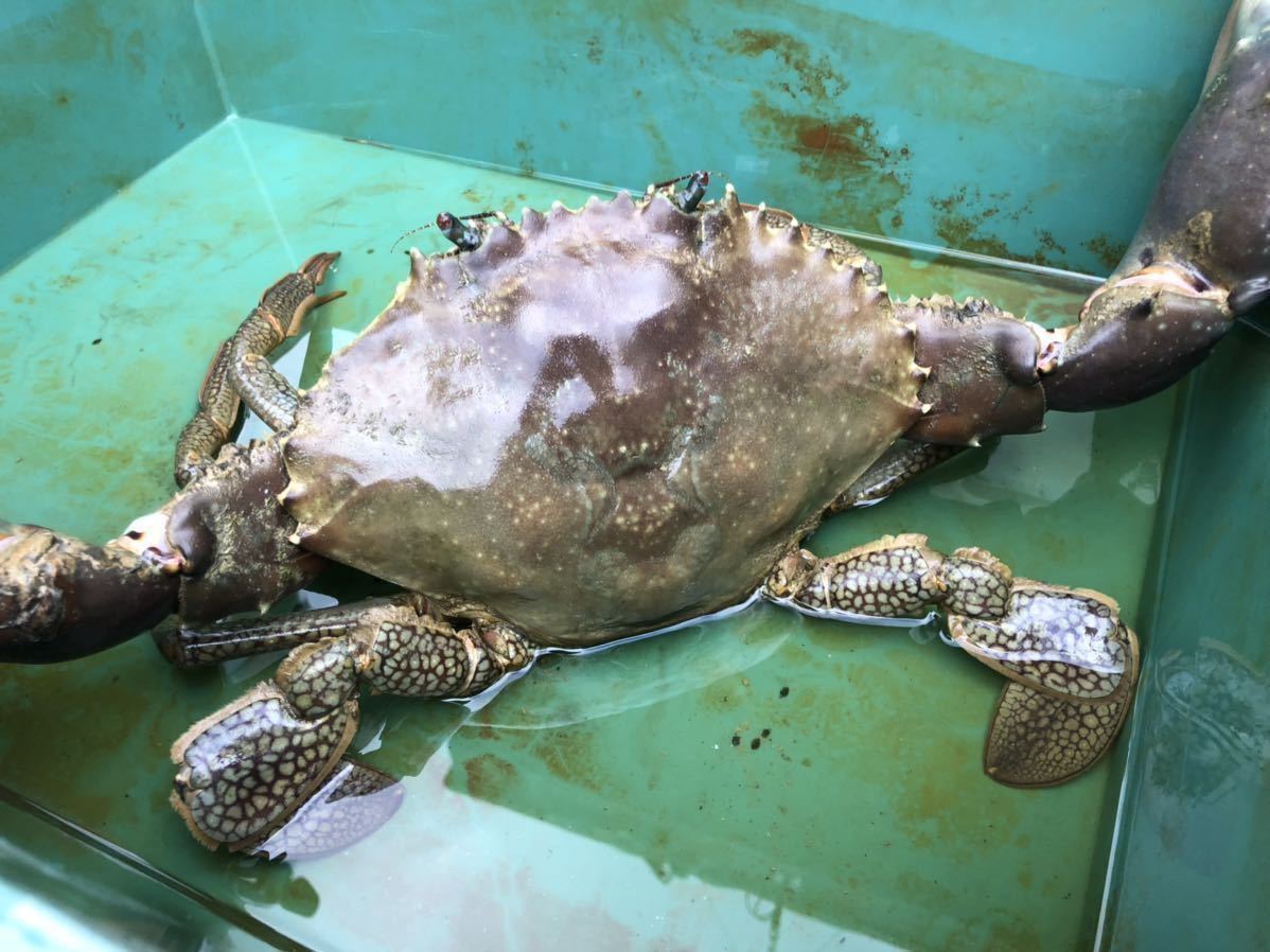 立派な活き蟹 2キロ 沖縄県産 幻の蟹 ドウマンガニ ノコギリガザミ ガサミ ガザミ 冷凍可能 飼育可能 餌喰い抜群 その他 売買されたオークション情報 Yahooの商品情報をアーカイブ公開 オークファン Aucfan Com 立派な活き蟹 2キロ 沖縄県産 幻の蟹 ドウマンガニ ノコギリガザミ ガサミ ガザミ 冷凍可能 飼育可能 餌喰い抜群 その他 売買されたオークション情報 Yahooの商品情報をアーカイブ公開 オークファン Aucfan Com