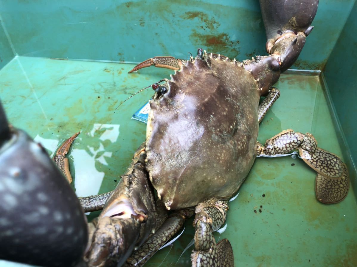 立派な活き蟹 2キロ 沖縄県産 幻の蟹 ドウマンガニ ノコギリガザミ ガサミ ガザミ 冷凍可能 飼育可能 餌喰い抜群 その他 売買されたオークション情報 Yahooの商品情報をアーカイブ公開 オークファン Aucfan Com 立派な活き蟹 2キロ 沖縄県産 幻の蟹 ドウマンガニ ノコギリガザミ ガサミ ガザミ 冷凍可能 飼育可能 餌喰い抜群 その他 売買されたオークション情報 Yahooの商品情報をアーカイブ公開 オークファン Aucfan Com