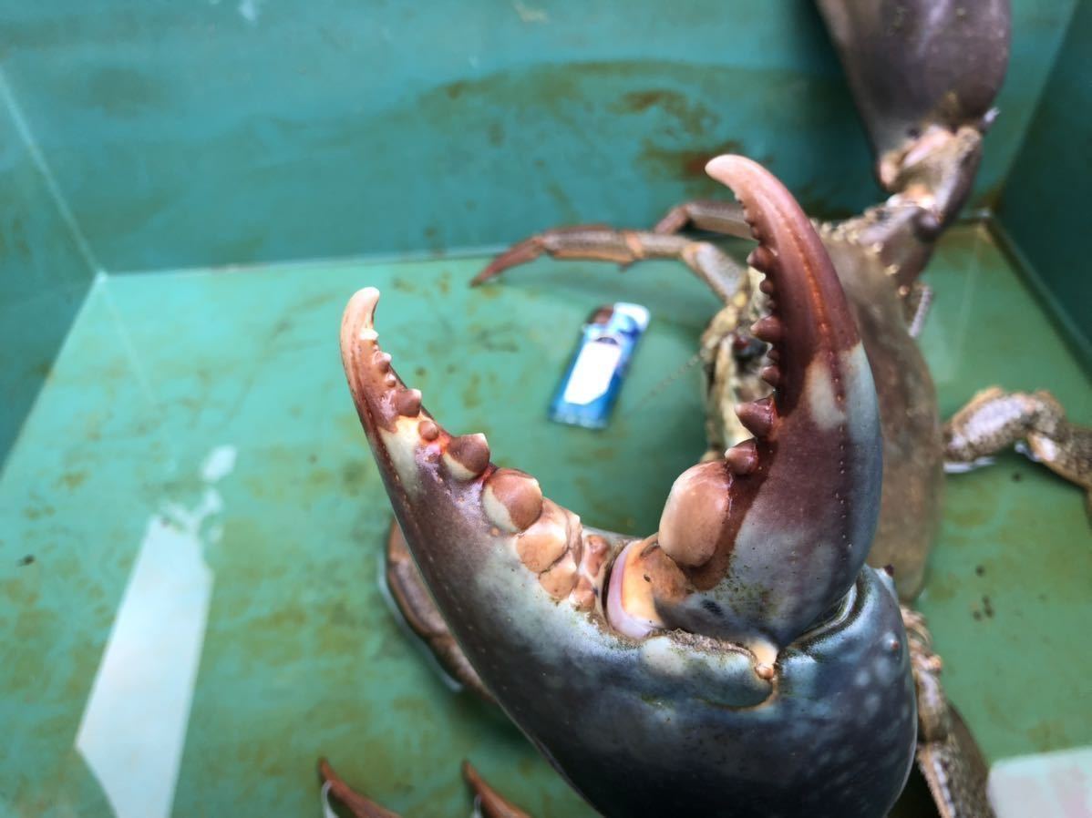 立派な活き蟹 2キロ 沖縄県産 幻の蟹 ドウマンガニ ノコギリガザミ ガサミ ガザミ 冷凍可能 飼育可能 餌喰い抜群 その他 売買されたオークション情報 Yahooの商品情報をアーカイブ公開 オークファン Aucfan Com 立派な活き蟹 2キロ 沖縄県産 幻の蟹 ドウマンガニ ノコギリガザミ ガサミ ガザミ 冷凍可能 飼育可能 餌喰い抜群 その他 売買されたオークション情報 Yahooの商品情報をアーカイブ公開 オークファン Aucfan Com