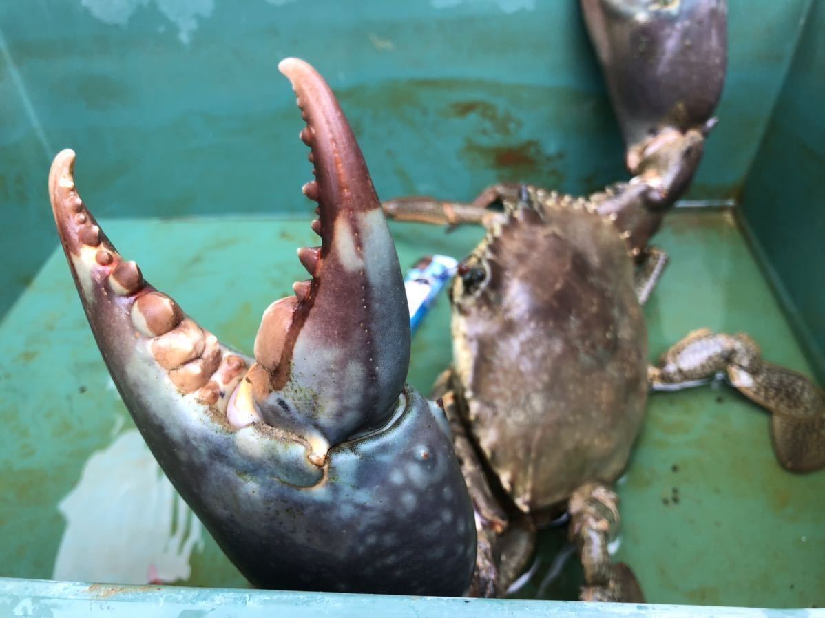 立派な活き蟹 2キロ 沖縄県産 幻の蟹 ドウマンガニ ノコギリガザミ ガサミ ガザミ 冷凍可能 飼育可能 餌喰い抜群 その他 売買されたオークション情報 Yahooの商品情報をアーカイブ公開 オークファン Aucfan Com 立派な活き蟹 2キロ 沖縄県産 幻の蟹 ドウマンガニ ノコギリガザミ ガサミ ガザミ 冷凍可能 飼育可能 餌喰い抜群 その他 売買されたオークション情報 Yahooの商品情報をアーカイブ公開 オークファン Aucfan Com