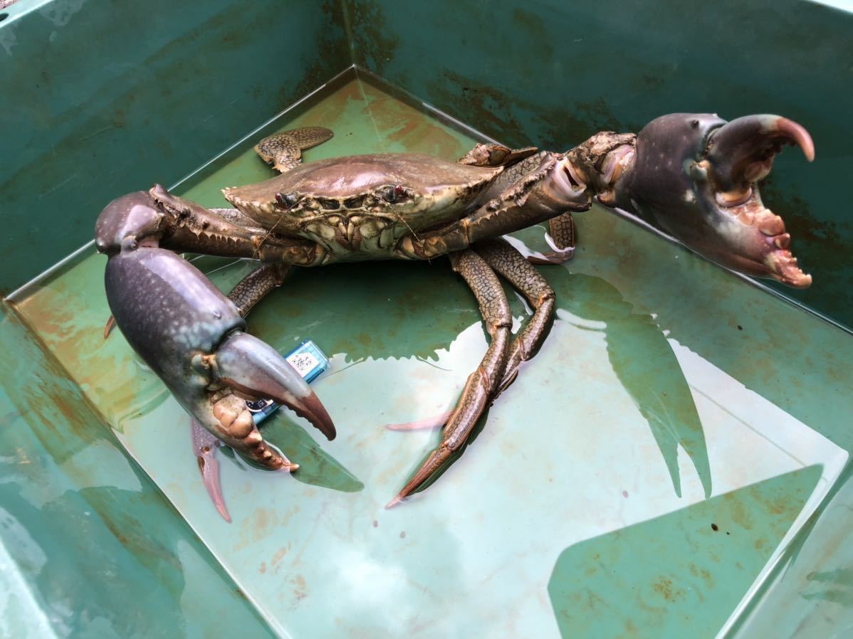 立派な活き蟹 2キロ 沖縄県産 幻の蟹 ドウマンガニ ノコギリガザミ ガサミ ガザミ 冷凍可能 飼育可能 餌喰い抜群 その他 売買されたオークション情報 Yahooの商品情報をアーカイブ公開 オークファン Aucfan Com 立派な活き蟹 2キロ 沖縄県産 幻の蟹 ドウマンガニ ノコギリガザミ ガサミ ガザミ 冷凍可能 飼育可能 餌喰い抜群 その他 売買されたオークション情報 Yahooの商品情報をアーカイブ公開 オークファン Aucfan Com