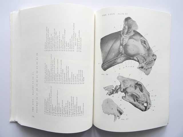 洋書◆動物の解剖図 画集 本 筋肉と骨のデッサン 作品集_画像7