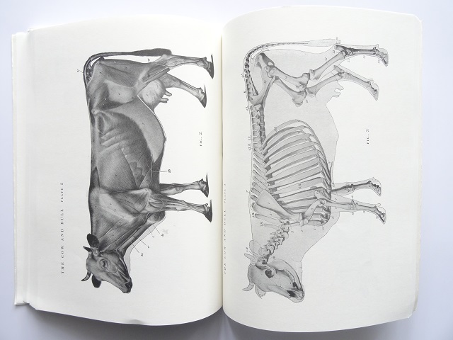 洋書◆動物の解剖図 画集 本 筋肉と骨のデッサン 作品集_画像8