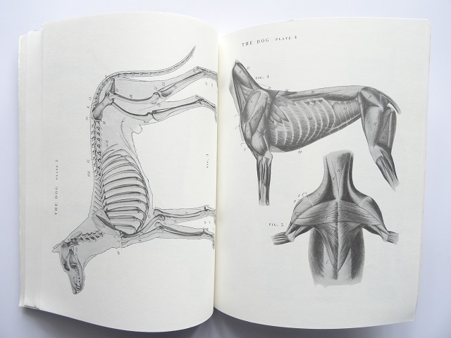 洋書◆動物の解剖図 画集 本 筋肉と骨のデッサン 作品集_画像2