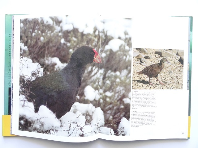  иностранная книга * Новая Зеландия. птица фотоальбом книга@ животное 