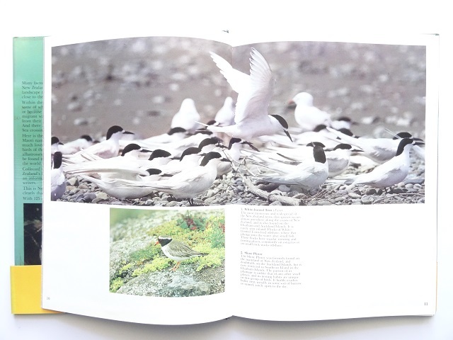  иностранная книга * Новая Зеландия. птица фотоальбом книга@ животное 