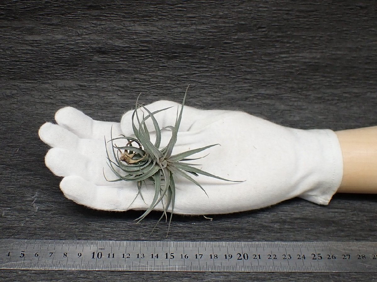 Tillandsia aeranthos 'Mini Purple' チランジア・アエラントス ミニパープル●エアプランツTI★第四種送料無料★税別1円～!!_画像1