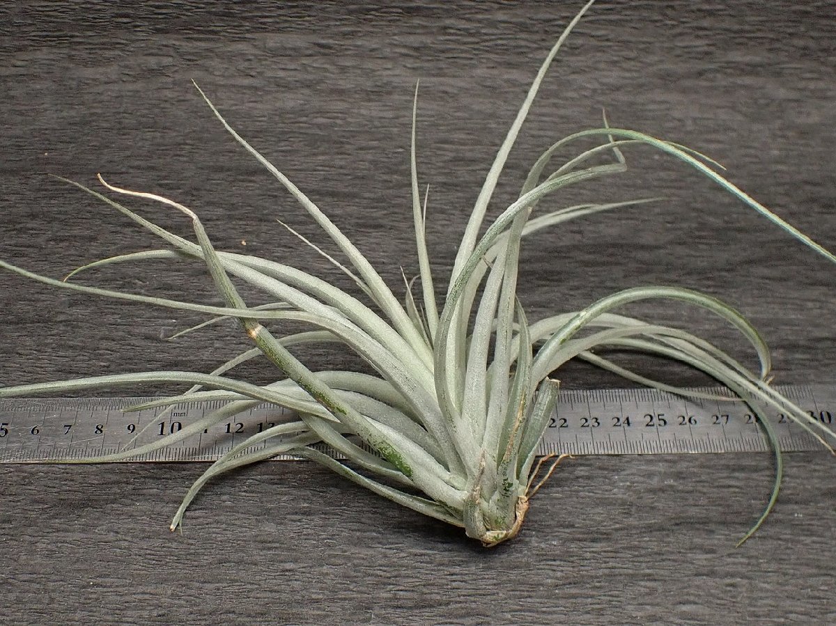 Tillandsia eltoniana チランジア・エルトニアナ★エアプランツTI★第四種送料無料★税別1円～!!_画像2