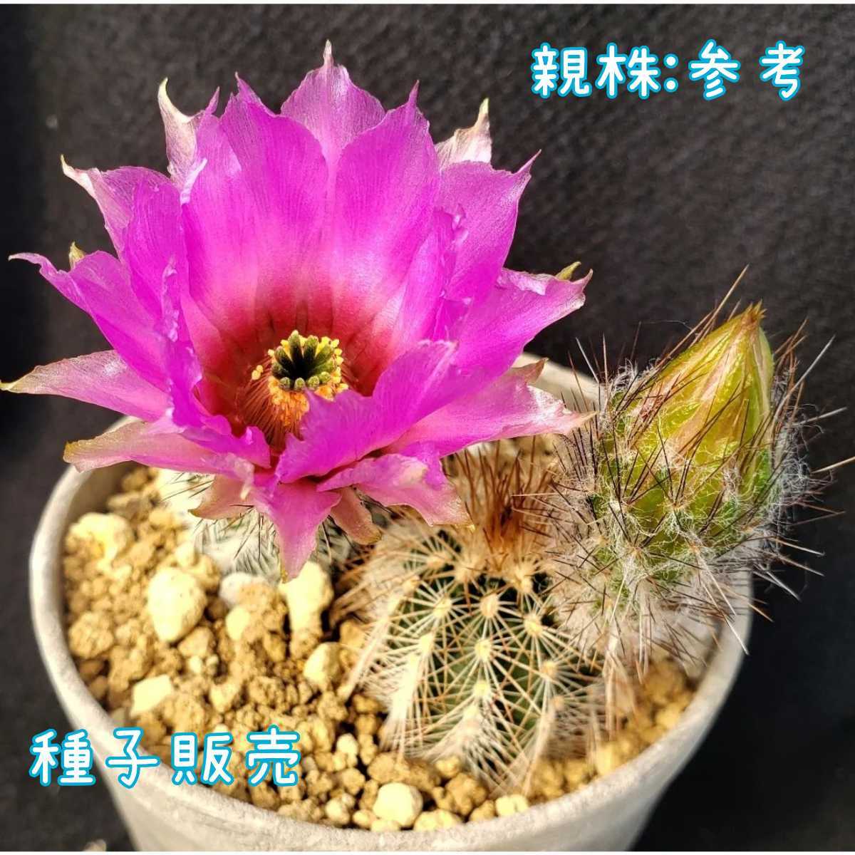 種子１０粒 エキノケレウス オクラホメンシス 多肉植物 サボテン Echinocereus oklahomensis HK1844 実生用_画像1